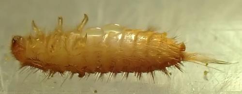 Réf. 346 651 : Laelius sp.